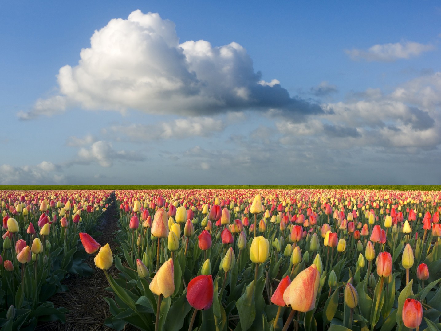 Holland Tulips Holland Tulips