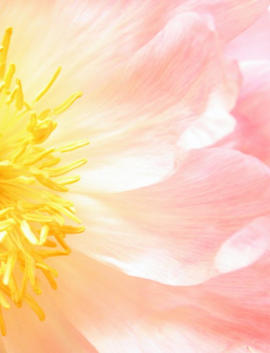 Abstract Peony