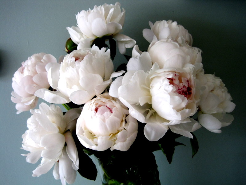 Peonies – the queen of flowers | Flirty Fleurs The Florist ...