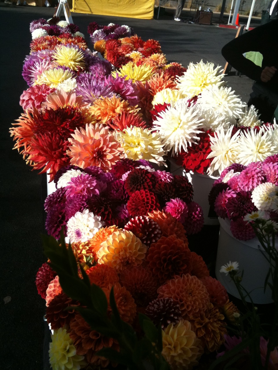 Aztec Dahlias Aztec Dahlias