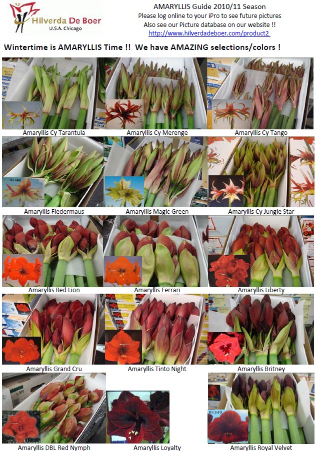 Amaryllis Amaryllis