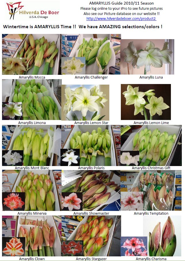 Amaryllis