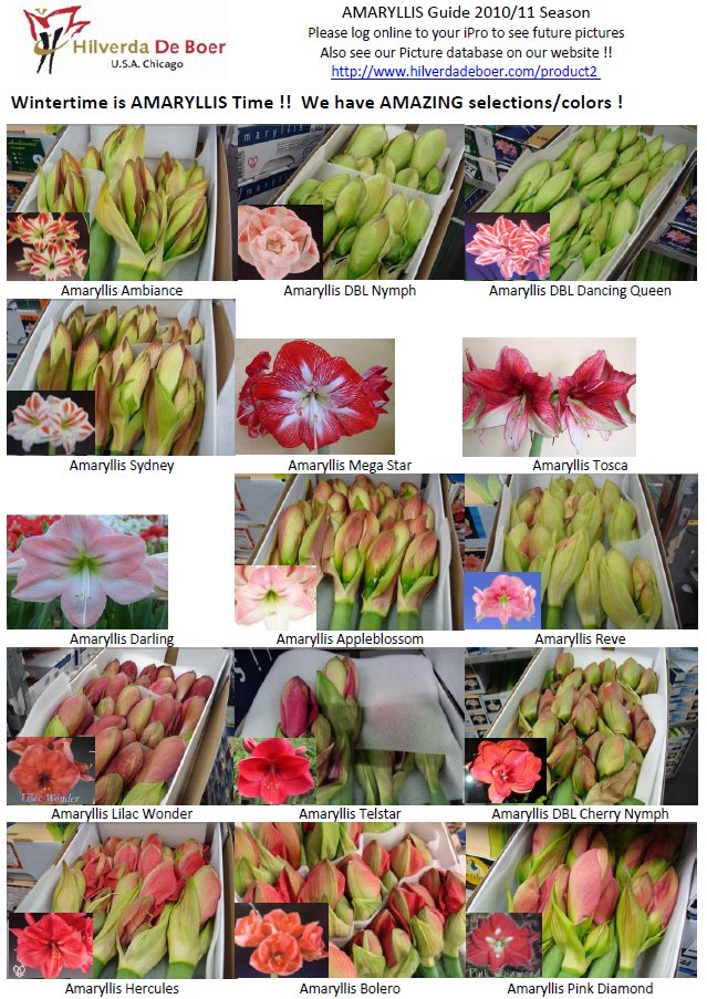 Amaryllis