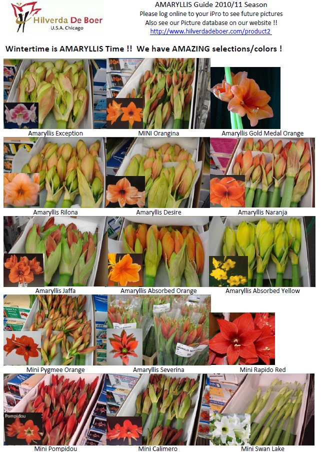 Amaryllis