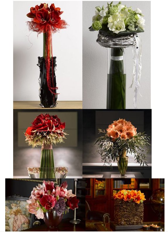 Amaryllis Designs