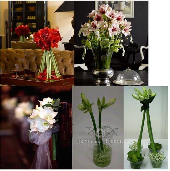 Amaryllis Designs