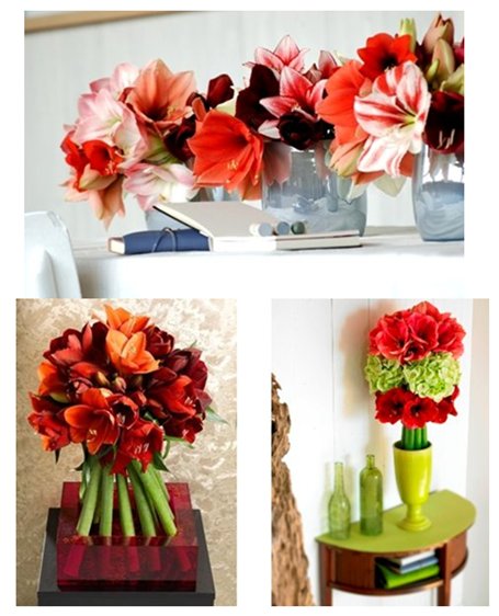 Amaryllis Designs