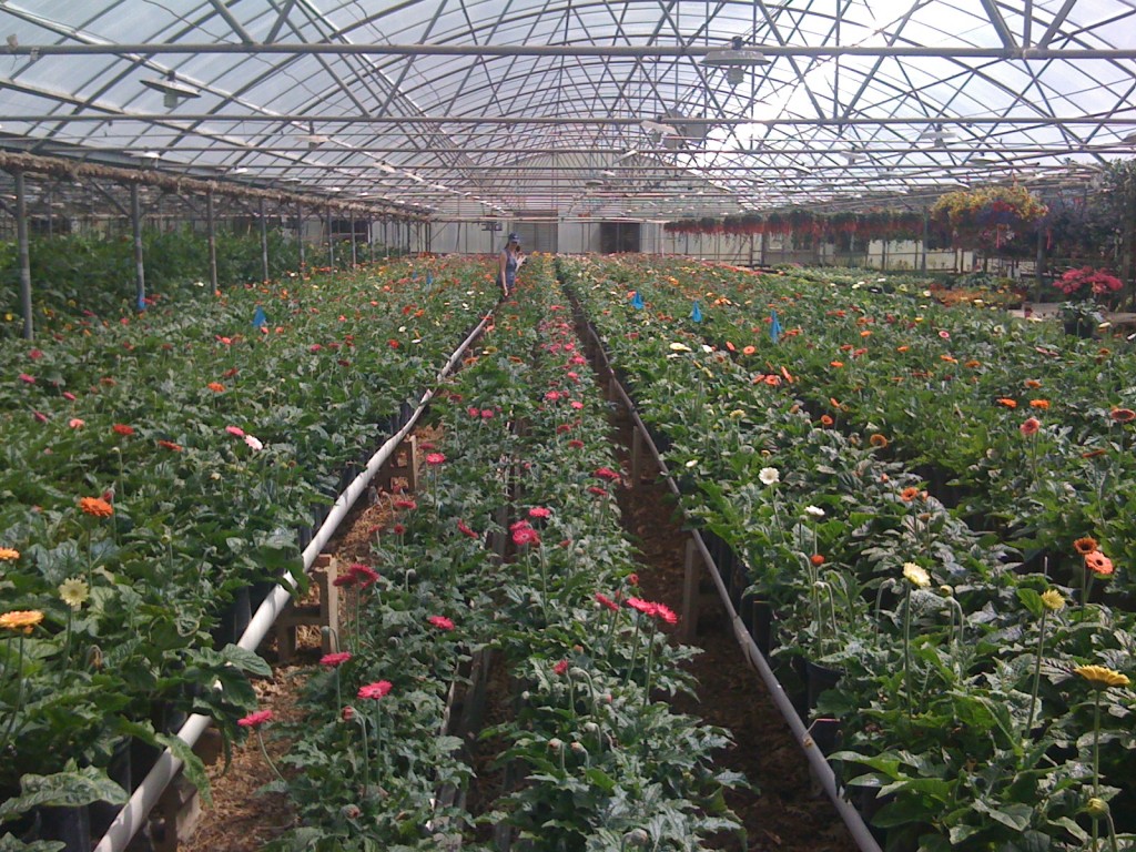 Gerber Daisies at Jordan's Greenhouse