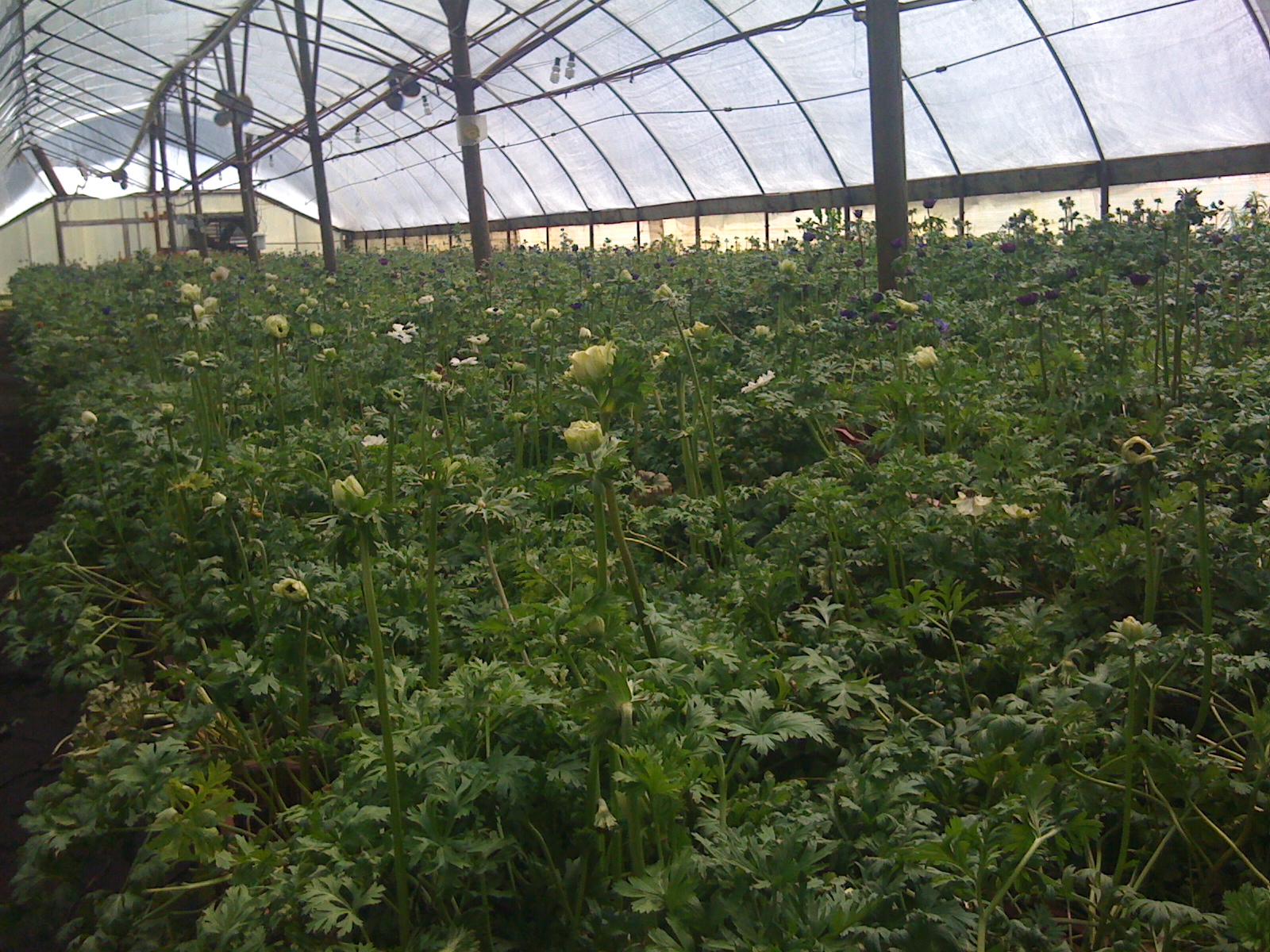 Jordan’s Greenhouse, Fort Collins, CO Flirty Fleurs The Florist Blog