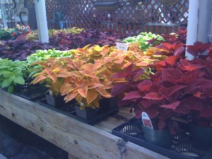Jordan's Greenhouse