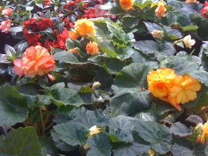 Jordan's greenhouse