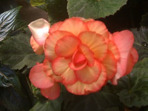 Jordan's Greenhouse Begonias
