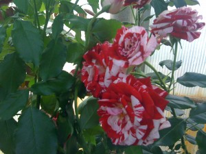 Jordan's greenhouse