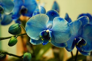 Blue phalblog1