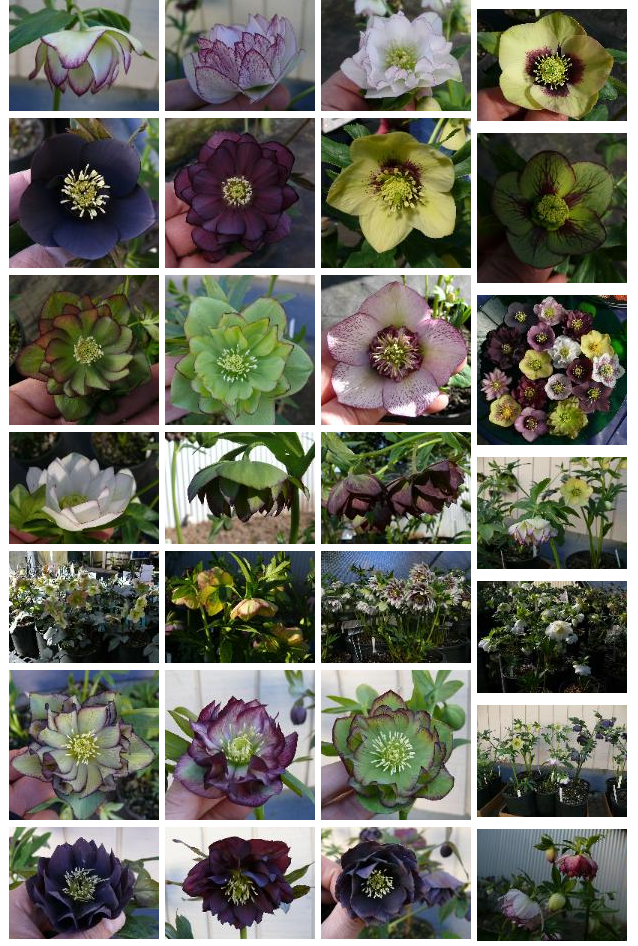 hellebores.org hellebores.org