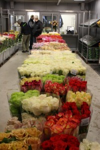 Harvest Roses