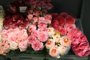 Garden Roses