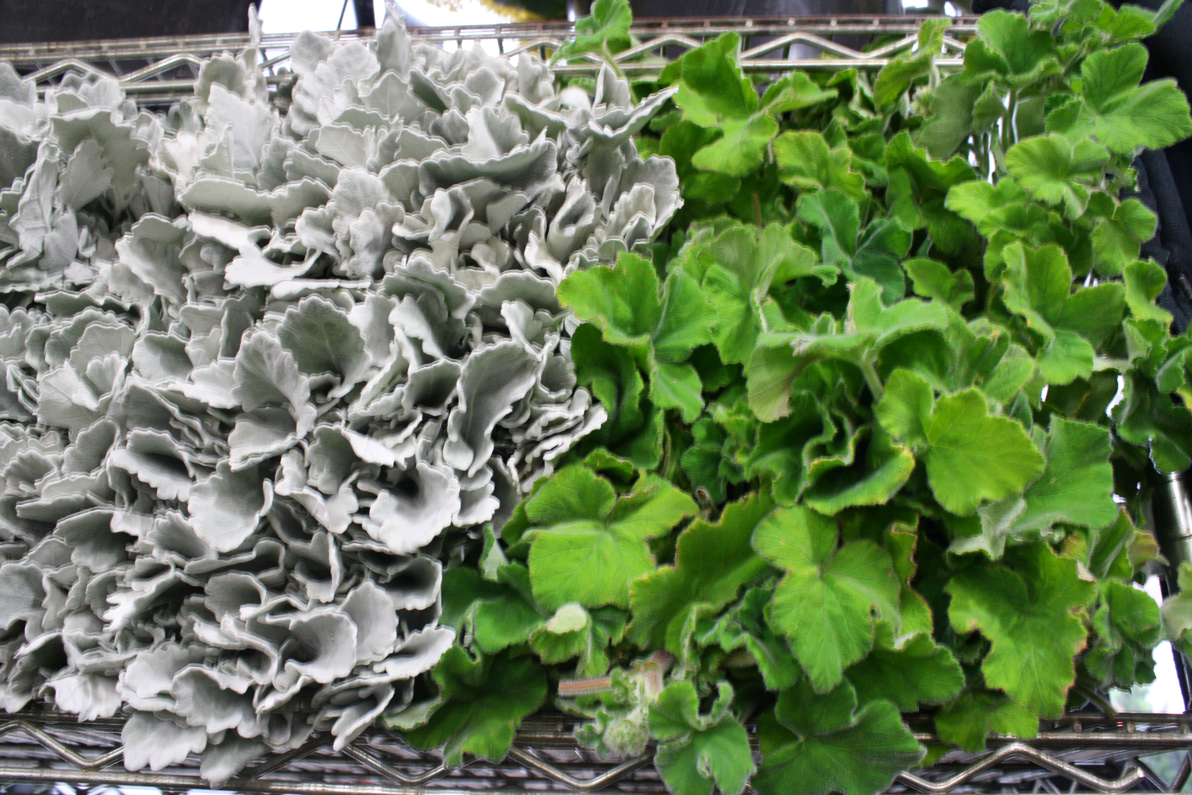 Dusty Miller & Geranium