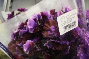 sweet peas