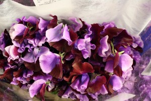 sweet peas