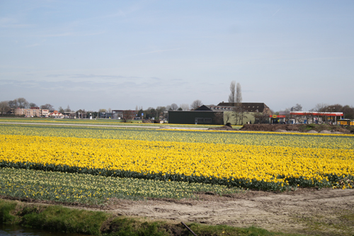 Daffodil Fields Daffodil Fields