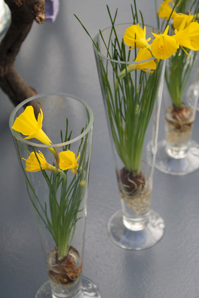 Daffodil Display of Keukenhof Gardens | Flirty Fleurs The Florist