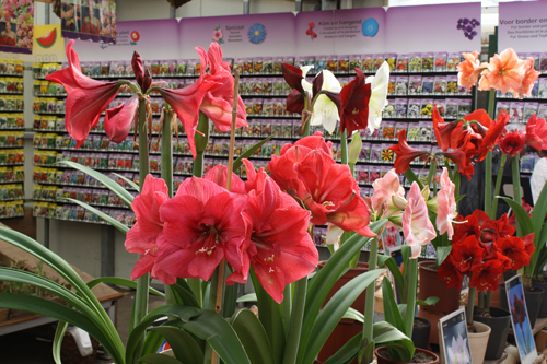 amaryllis Amaryllis look to be quite popular, I saw them often.