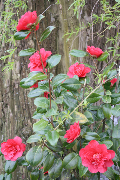 camellia Camellia