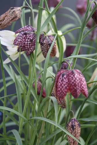 Fritillaria meleagris
