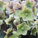 hellebores
