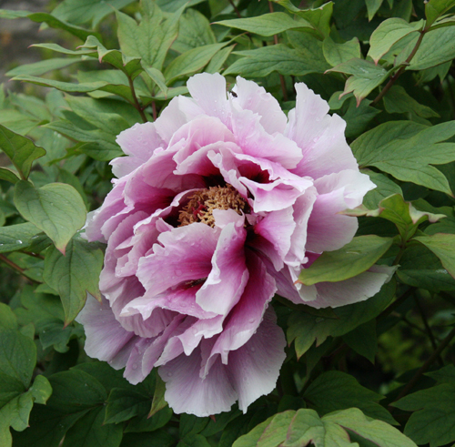 pink peony pink peony