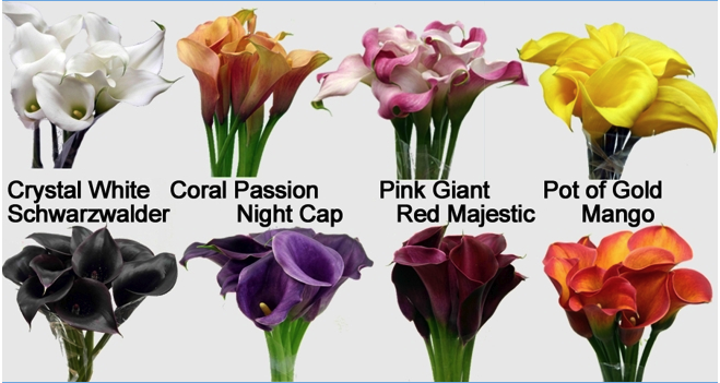 Calla lilies Calla lilies
