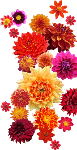 Dahlias