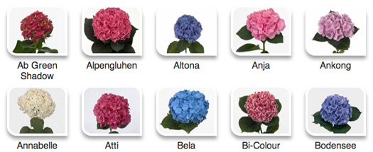 Hydrangeas