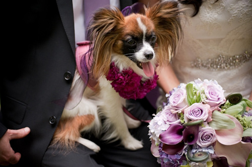 Dog on Lap