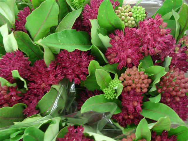 asclepias amalia