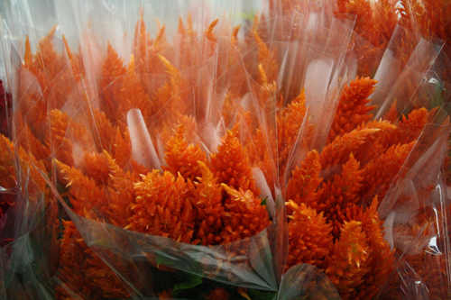 Amatos Celosia
