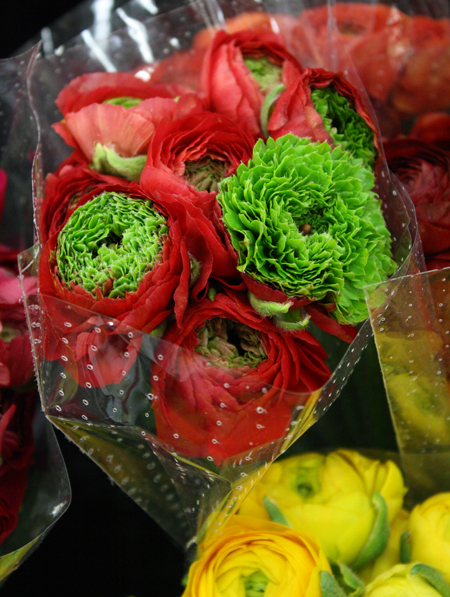 Amatos Green center ranunculus
