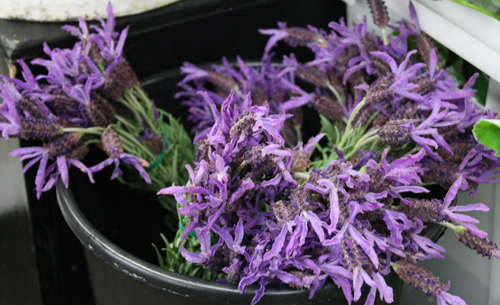 Amatos Lavender