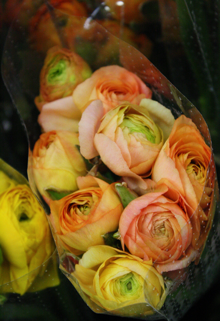 Amatos Peach Ranunculus