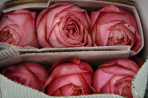 Amatos Pink Garden roses