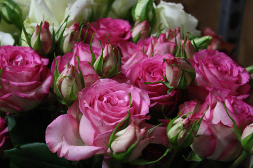 Amatos Pink garden roses with buds