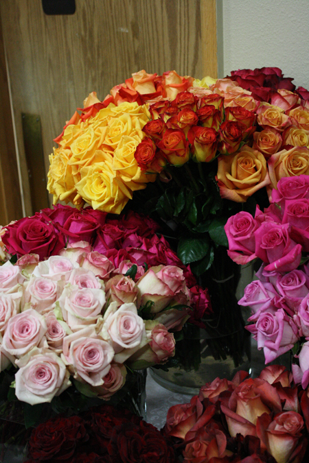Amatos Roses