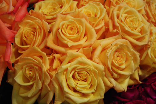 Amatos Yellow Orange roses