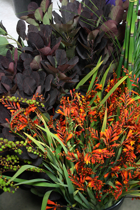 Cotinus and Crocosmia
