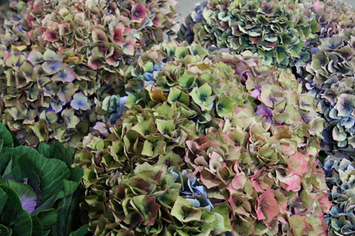 Sun Valley Hamburg Hydrangea