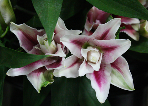 Sun Valley Specialty Lilies