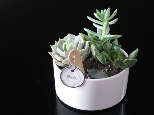 Anastasia Ehlers Succulents centerpiece Anastasia Ehlers Succulents centerpiece