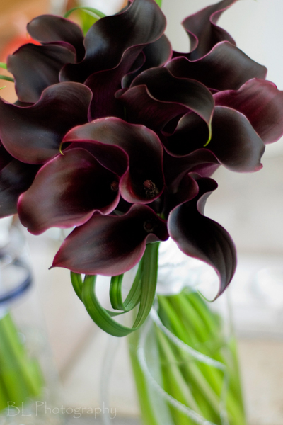 Anastasia calla lily bouquet