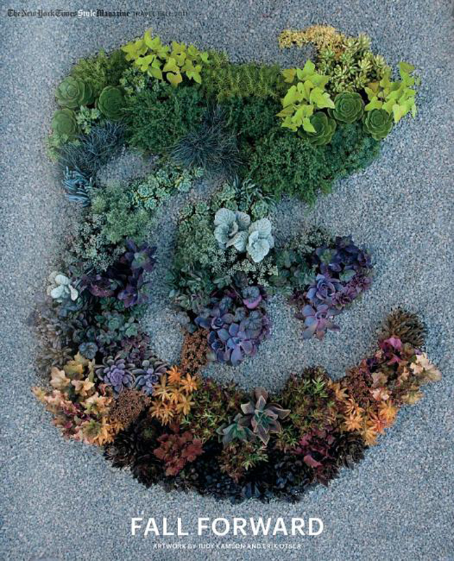 plentyofcolour_plant_T plentyofcolour_plant_T